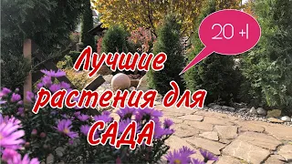 Самые лучшие растения для САДА. Лучшая двадцатка. 20+1красивых многолетников#лучшиерастениядлясада