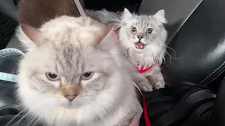 Training Our Cats to Like Car Rides