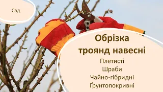 Обрізка троянд навесні