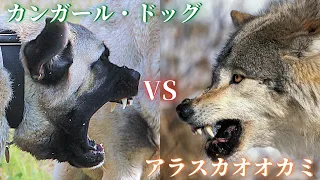 【最強対決】カンガール・ドッグVSアラスカオオカミ‼
