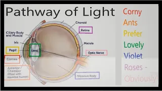 Eye Structure and Pathway of Light (Mnemonic)