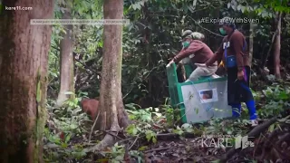 Explore with Sven: Working to save endangered orangutans
