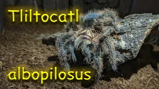 Tliltocatl albopilosus (ex Brachypelma albopilosum) - лучший первый паук