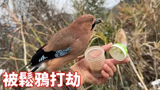 Young man robbed of worm by jay; nearly loses hair to [Masked Bird Brother].