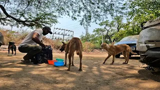 Stray Puppy Was So Happy When I Came with Food