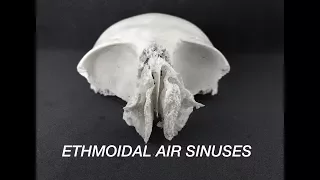 ETHMOIDAL AIR SINUSES