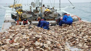 Amazing Fastest Catch Hundreds Tons of Scallops With Modern Big Boat