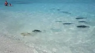 Baby sharks in Fihalhohu, Maldives