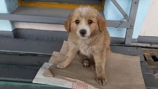 Poor small puppy sitting in trembling, wet and cold after heartless man did that to him!