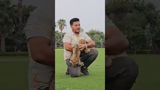 25 Days Old Cute Lion Cubs | Nouman Hassan |