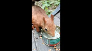 Ушастик тоже пьющая белка / A familiar squirrel drinks water