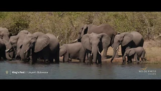 Explore Botswana | An African Safari Gem