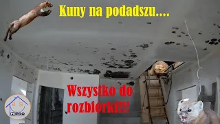 Kuny zniszczyły poddadsze, kuny na poddaszu w wełni /pianie pur, remont poddasza po kunach