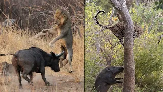 When Animals Mess With The Wrong Opponent Part 5