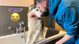 Stubborn OLD Husky Does Everything She Can To Avoid Having A Bath!😂. [FUNNIEST EVER!!]