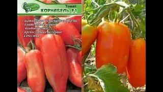 Томат Корнабель и другие урожайные томаты.