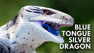 Blue Tongued Skink: The Dragon With A Blue Tongue