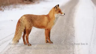 Foxes. What do we know about them? What kind of animal is this?