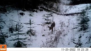 Trail Camera Video Jan 20, 2023