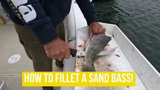 How to Fillet a Sand Bass / White Bass!