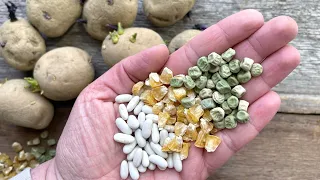 4 crops I ALWAYS PRE-SPROUT before planting!