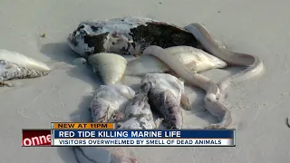 Tourists shocked to see dead fish on Siesta Key beach