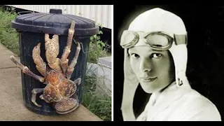 Amelia Earhart Eaten By Coconut Crabs Theory