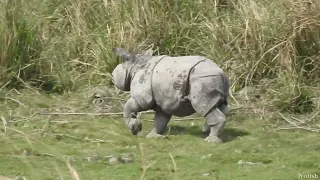 Rhino Calf playing with Mom | Kaziranga Tiger Reserve | Assam | #wildlifeofassam