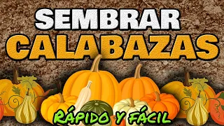 Cómo Sembrar Y Cultivar Calabaza o Zapallo ▶ RÁPIDO y Fácil