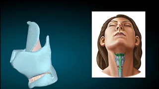 Larynx Anatomy -1 | Types of laryngeal cartilage | Functions of Larynx | Vertebral level of larynx