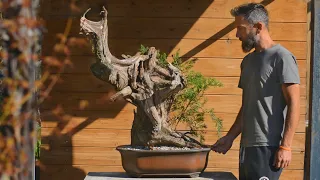 Massive Shimpaku Tanuki - Arkefthos Bonsai