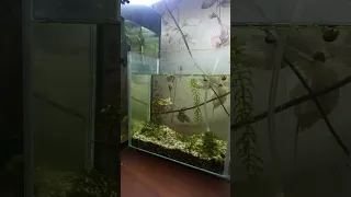 обзор моих аквариумов