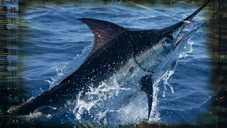 HOW TO TARGET BLACK MARLIN IN COSTA RICA