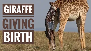 Giraffe giving birth