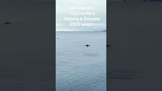 Дельфины подплыли близко к берегу в #Батуми 2023 Март.#батуми #batumi #дельфины #грузия #аджария
