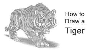 How to Draw a Tiger Roaring