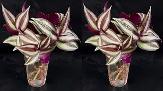 How to propagate wandering jew or inch plant from cutting in water