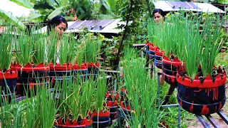 Fun Way To Grow Onion In Plastic Bottle Till A Ton of Harvest