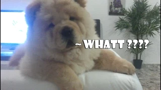 White chow chow puppy out of control amazing