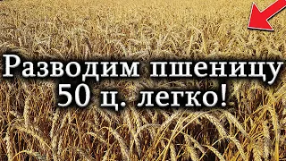 "Удивительный урожай: комбайн НИВА СК5 молотит 50 центнеров пшеницы за один проход"