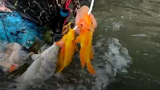 Unique Fishing Catching & Catfish in the River - OMG! Fisherman Fishing A lot Fish ,