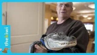 Emotional support alligator saves his owner’s life