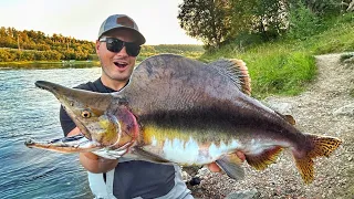 DIESER INVASIVE ZOMBIE-LACHS bedroht einheimischen EDEL-FISCH ! 😳