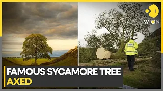 Famous Sycamore Gap tree cut down, teen arrested in England | Latest News | WION