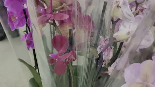 Орхидеи в Ашане Киева накануне 8 Марта.