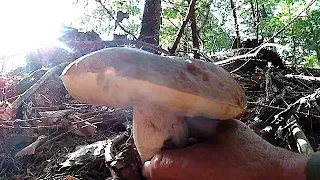 Гриби Біленькі в Карпатах на 09.09.2019/Bilenky mushrooms in the Carpathians on 09/09/2019