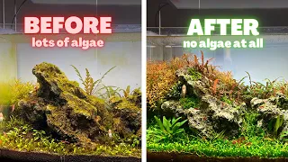 CAN'T GET RID OF ALGAE? TRY THIS!