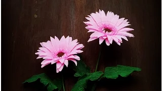 How To Make Gerbera Flower From Crepe Paper - Craft Tutorial