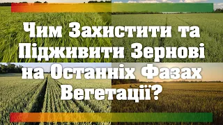 Чи Можливий Органічний No-Till? | Чим Захистити та Підживити Зернові на Останніх Фазах Вегетації?