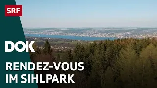 Naturpärke der Schweiz – Wildnispark Zürich Sihlwald (1/5) | DOK | SRF